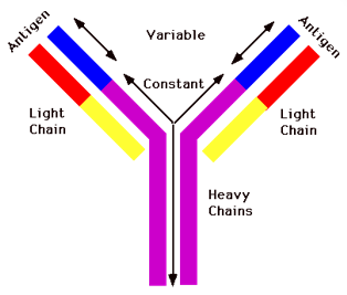 Sequencing of Antibody Variable Regions